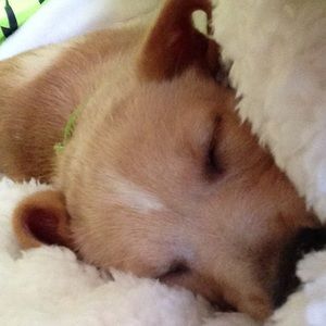 Meet your Posher, Nick